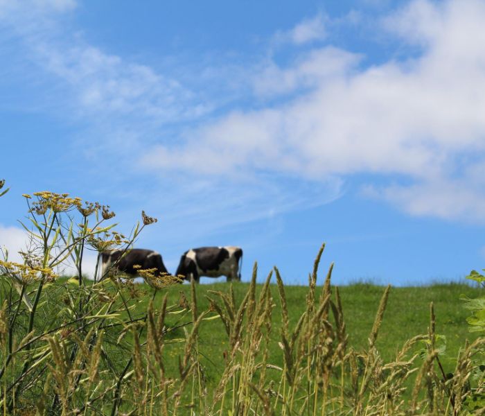 Cows grazing on a meadow
